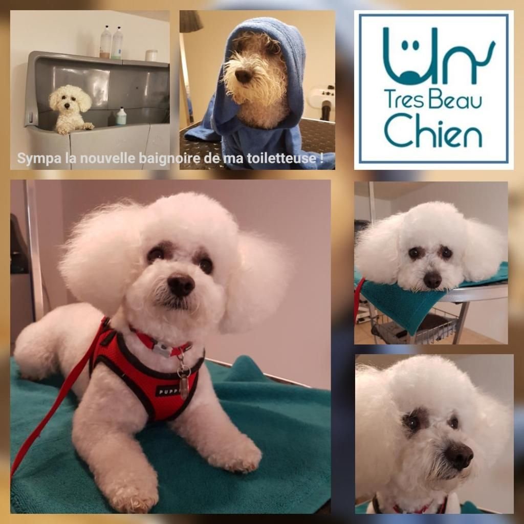 Un Très Beau Chien 1